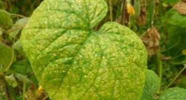 Proč okurky ve skleníku žloutnou, co dělat a jak se s tím vypořádat